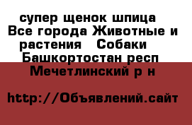 супер щенок шпица - Все города Животные и растения » Собаки   . Башкортостан респ.,Мечетлинский р-н